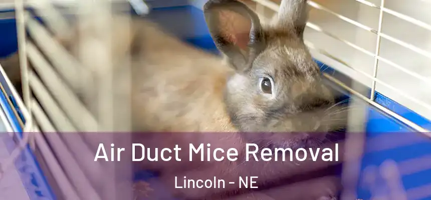 Air Duct Mice Removal Lincoln - NE